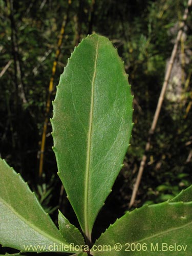 Image of Maytenus magellanica (Leña dura / Maitén de Magallanes / Palo duro). Click to enlarge parts of image.